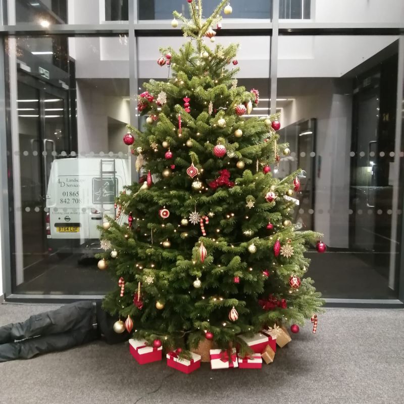 Indoor tree with red and gold palette