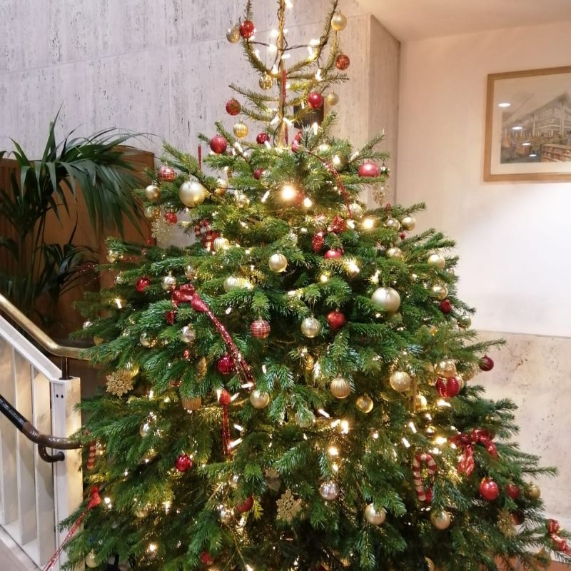 Indoor tree with red and gold palette