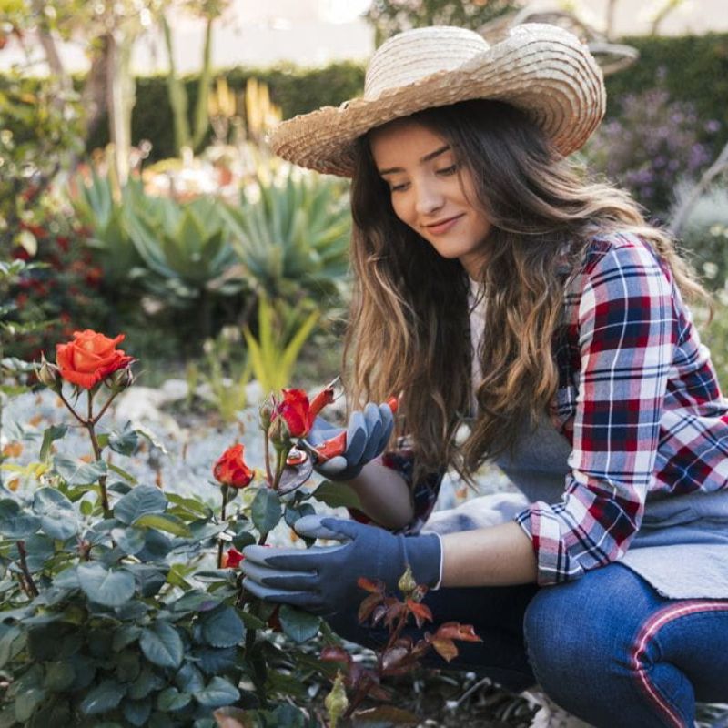 Garden & landscape maintenance