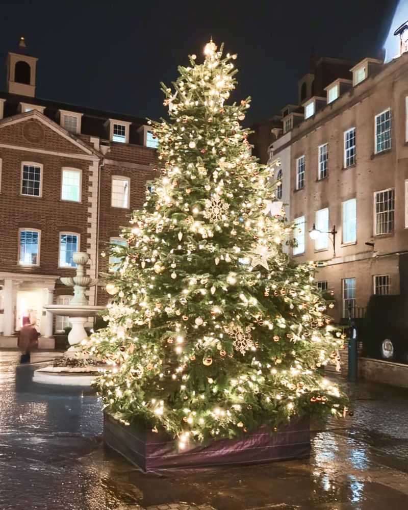 Outdoor live tree