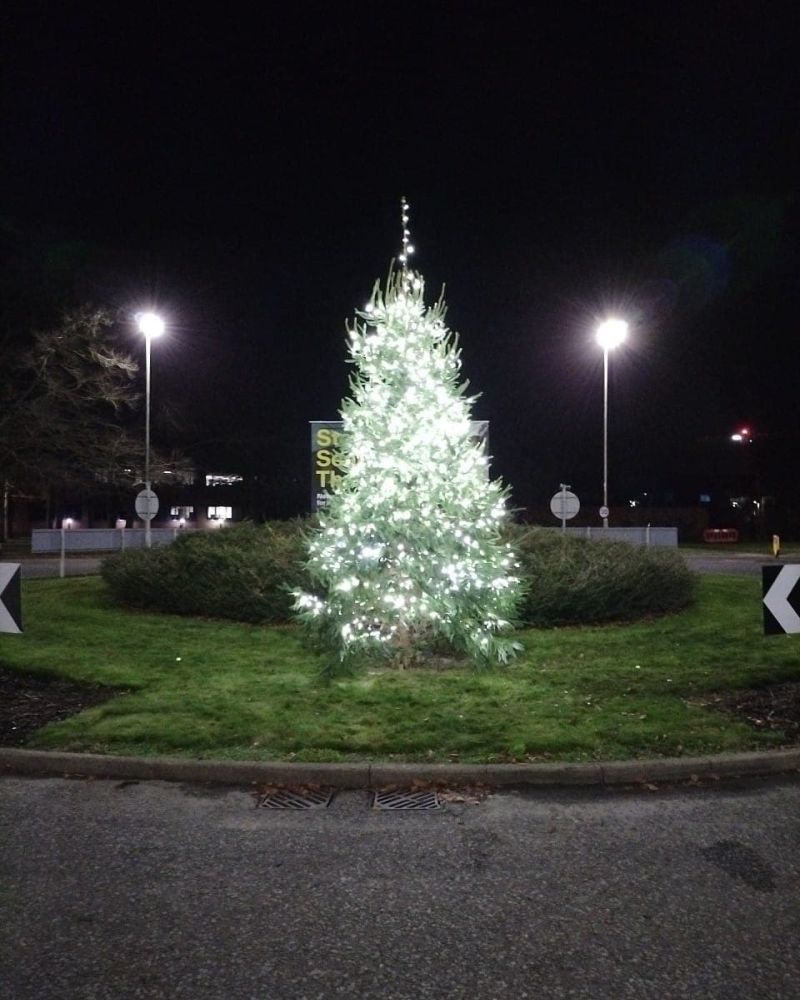 Outdoor live tree