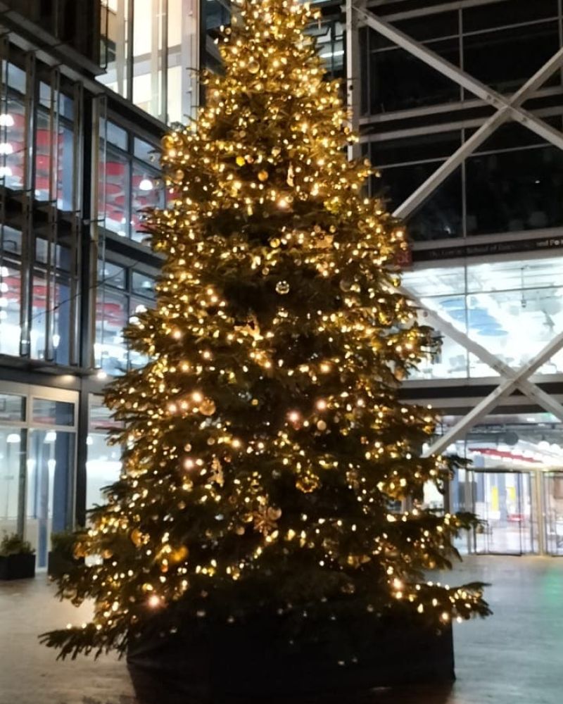 Outdoor live tree